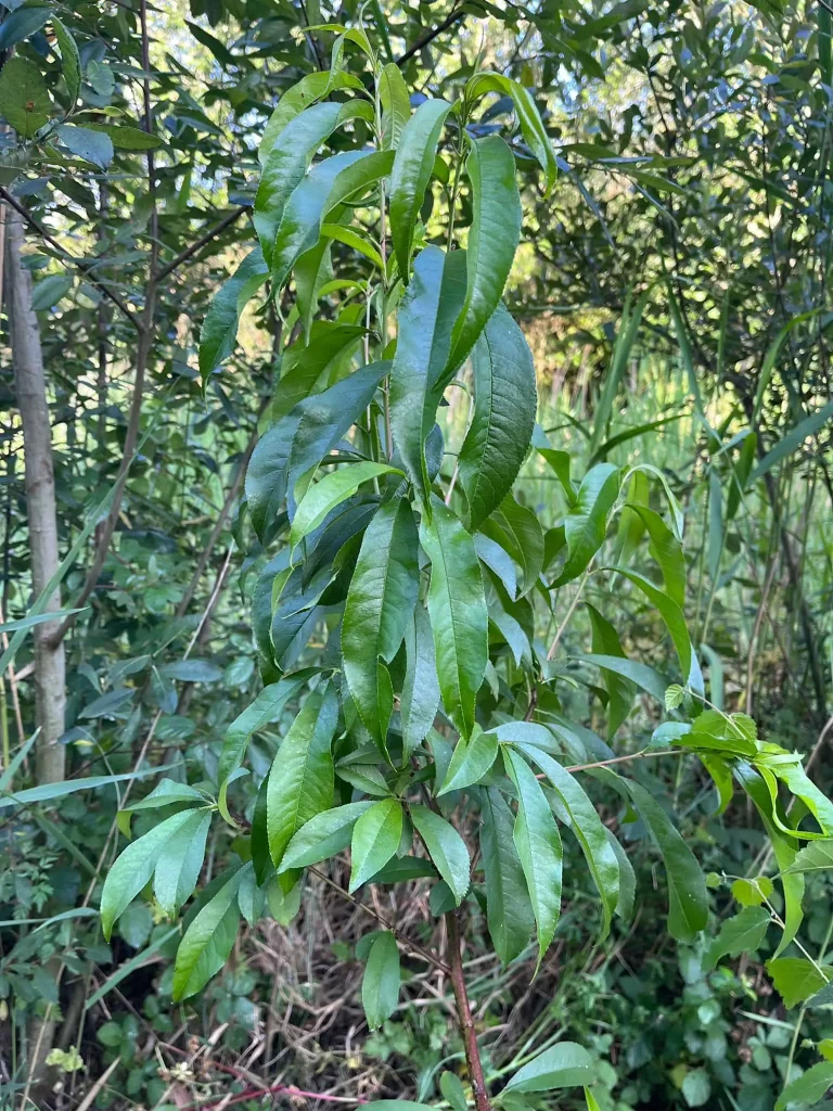 Fruit tree agroforest