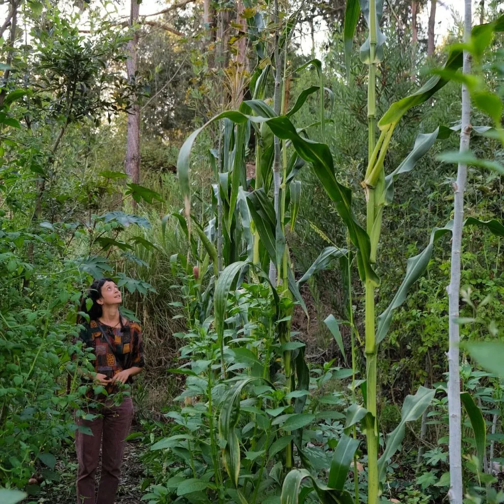 Agroforest Planta Floresta