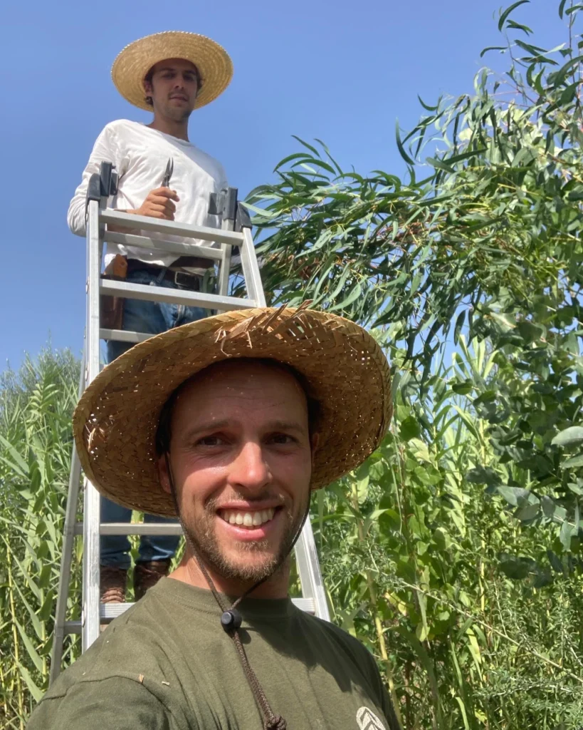 Agroforestry assistance