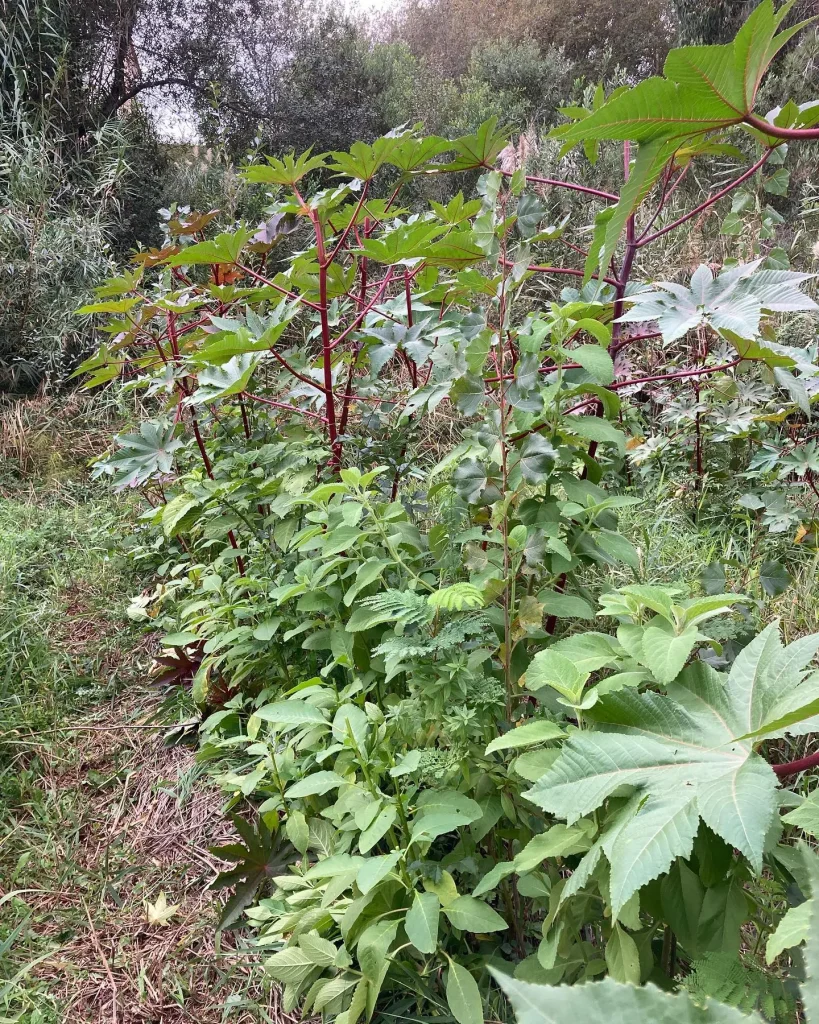 Agroforest Planta Floresta