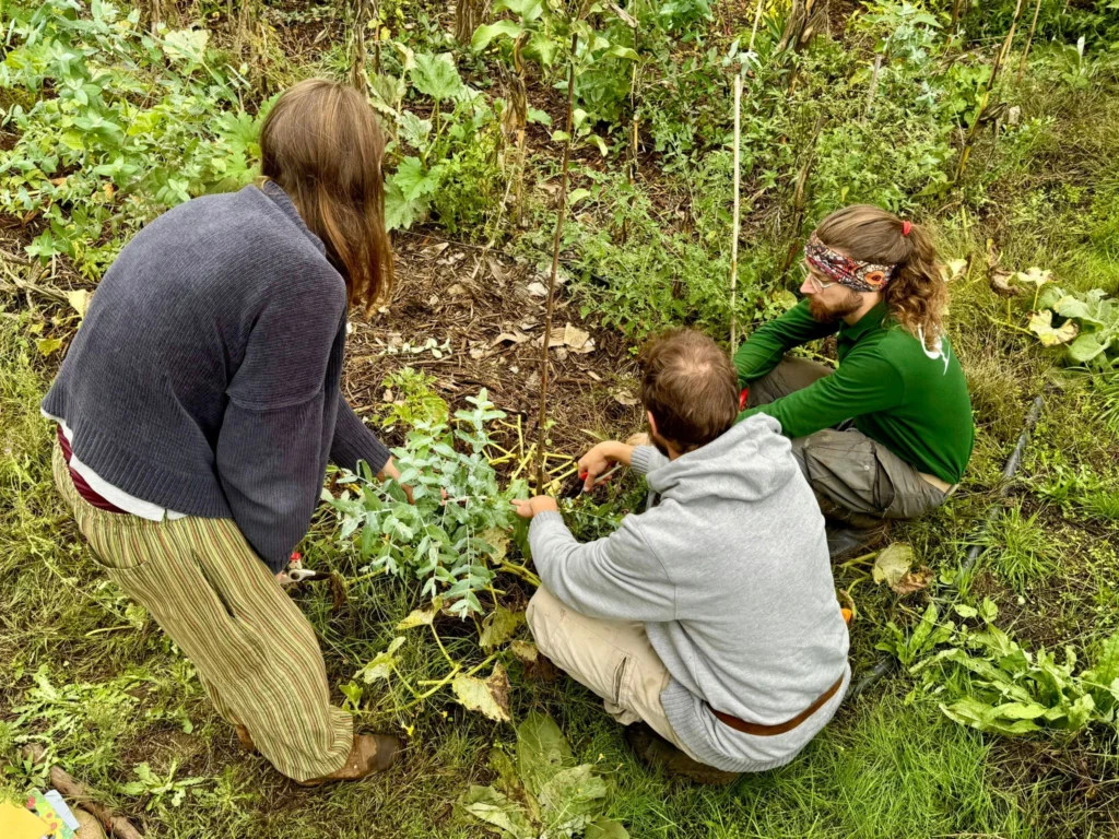 Agroforestry assistance
