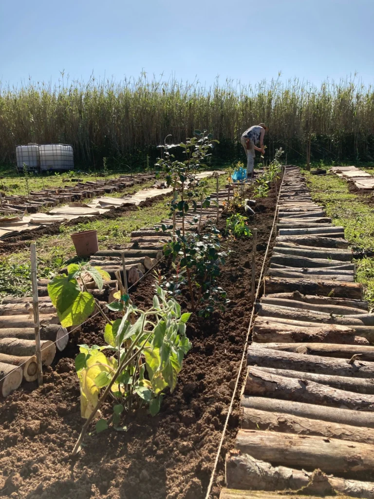 Agroforestry assistance