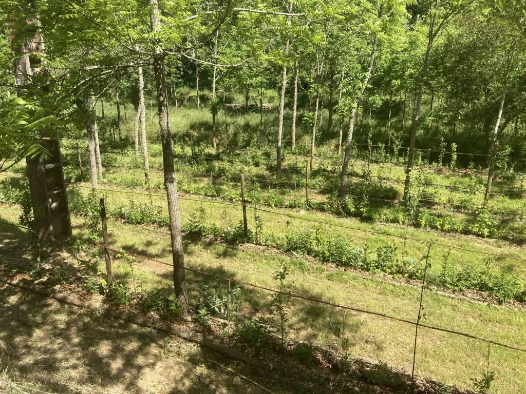 Agroforestry assistance