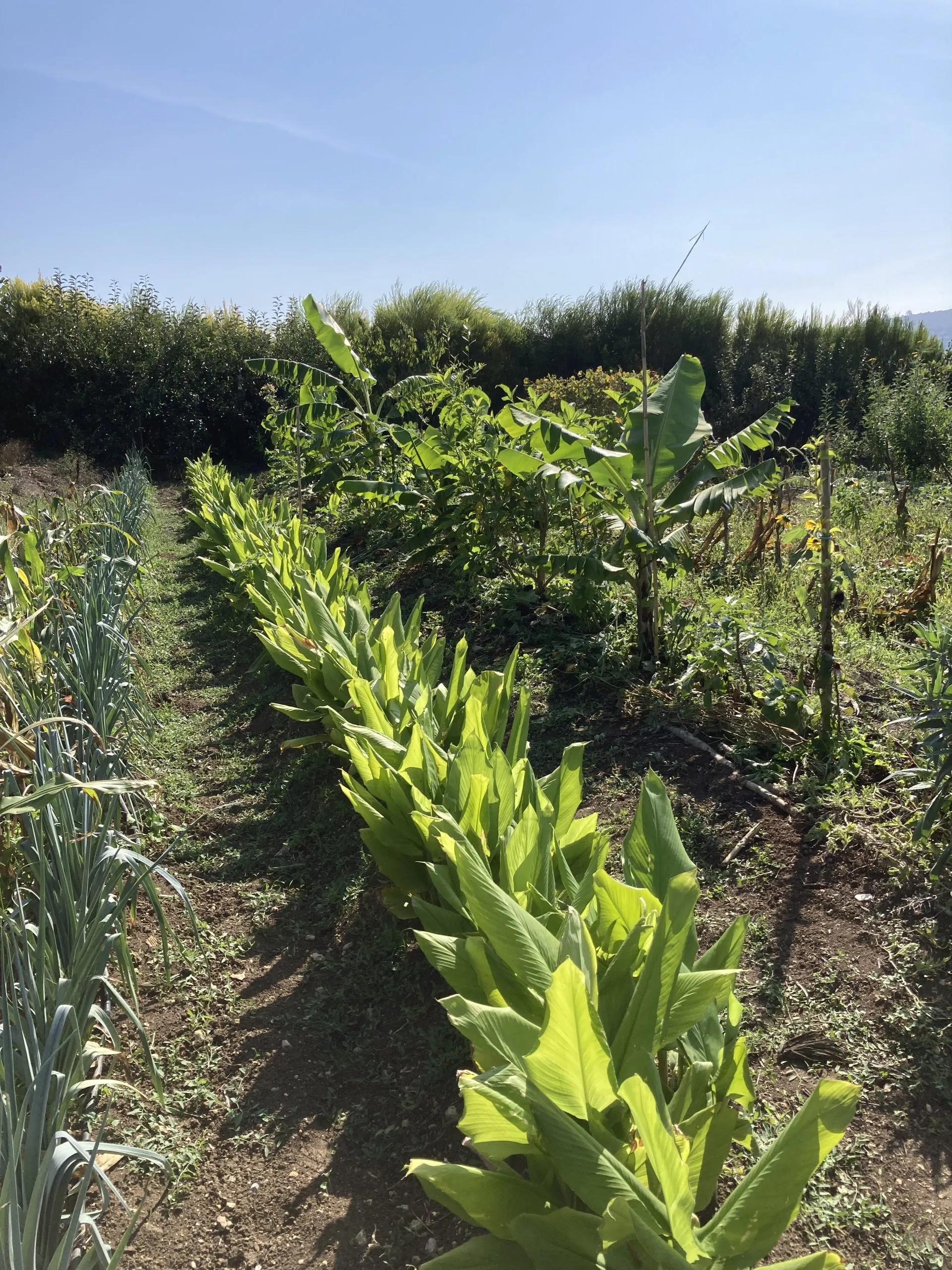 Agroforestry assistance