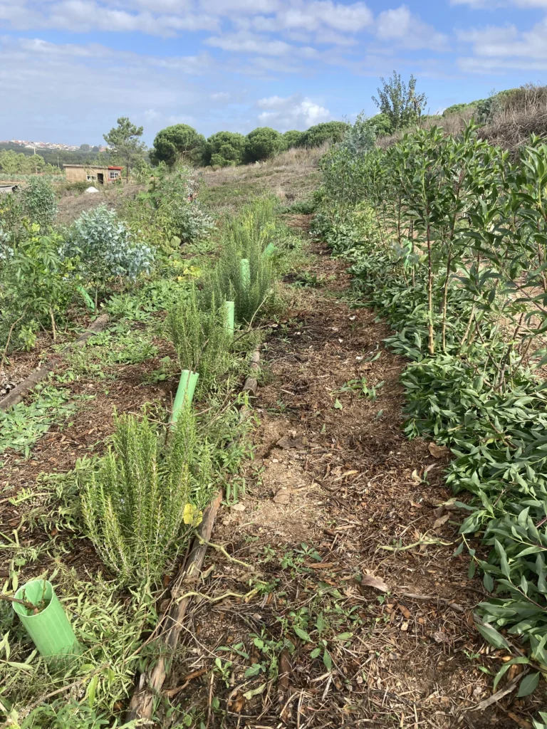 Agroforestry assistance