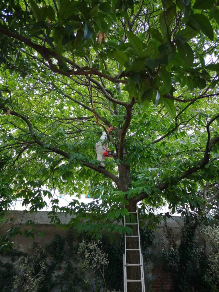 Agroforestry assistance