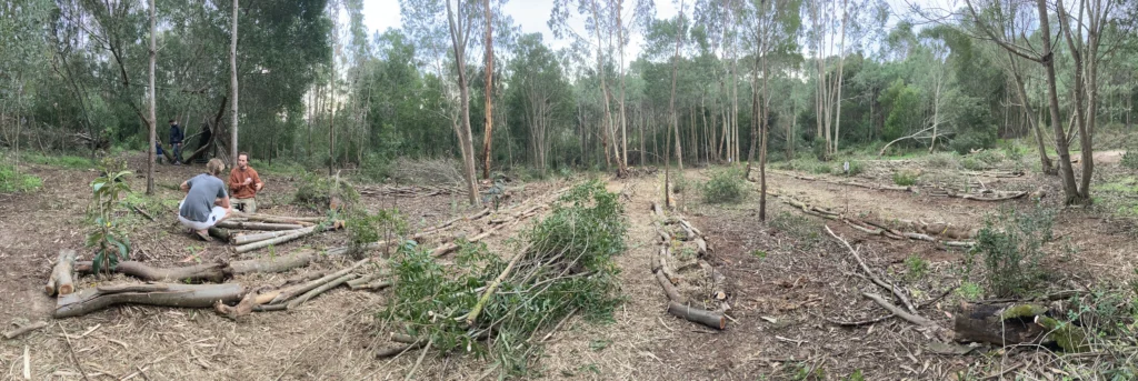 Agroforestry assistance